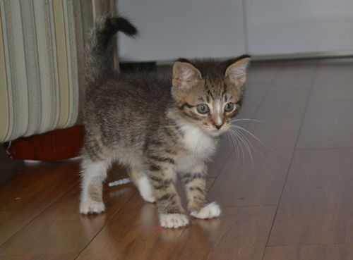 Snickers
