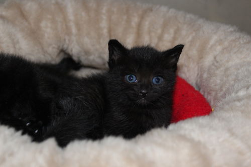 Kitten 3