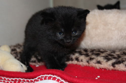 Kitten #2