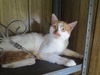 Spot