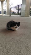 Sookie
