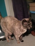 Kitty
