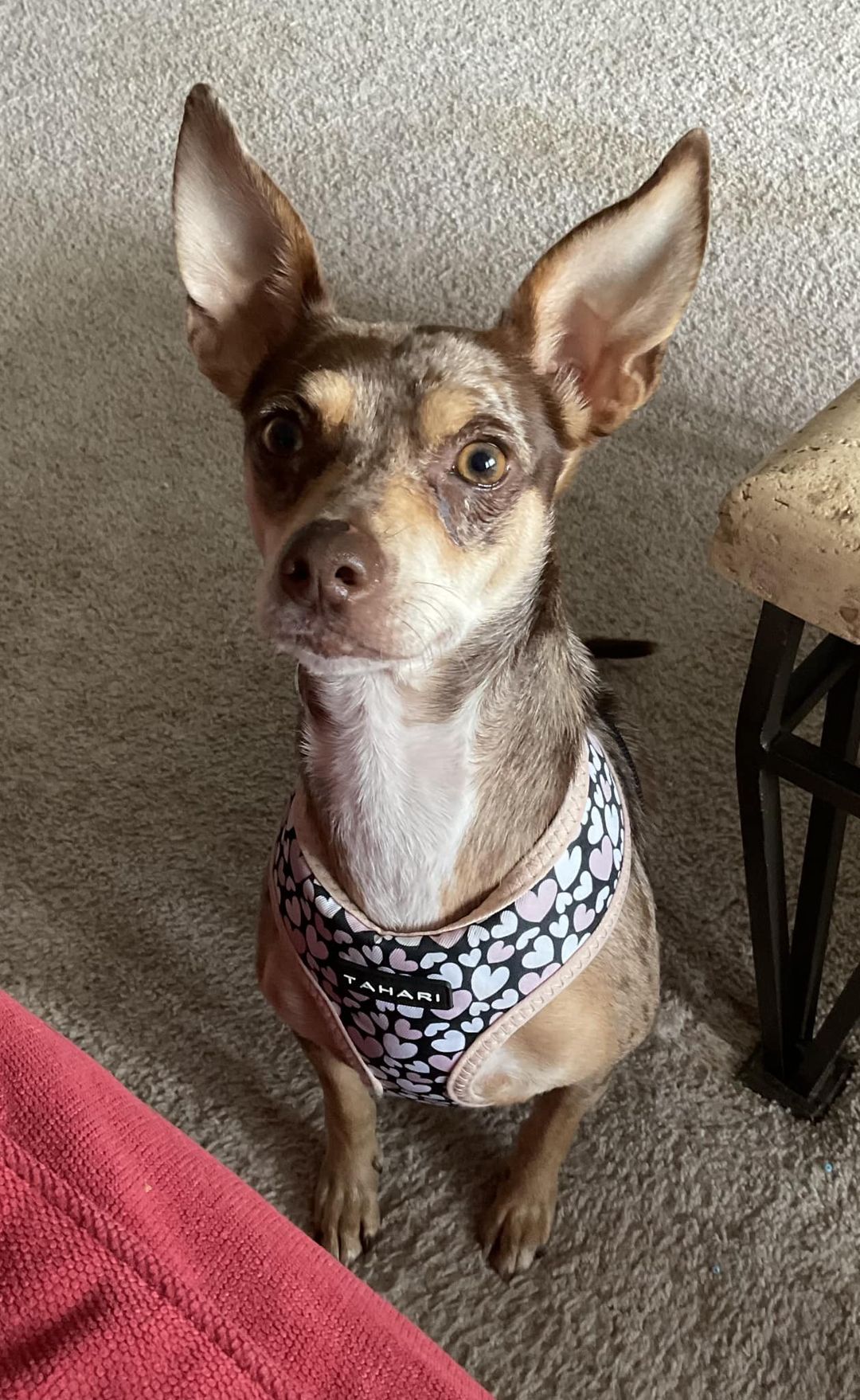 Dog for Adoption Aggie, a Rat Terrier in Frederick County, MD Alpha Paw