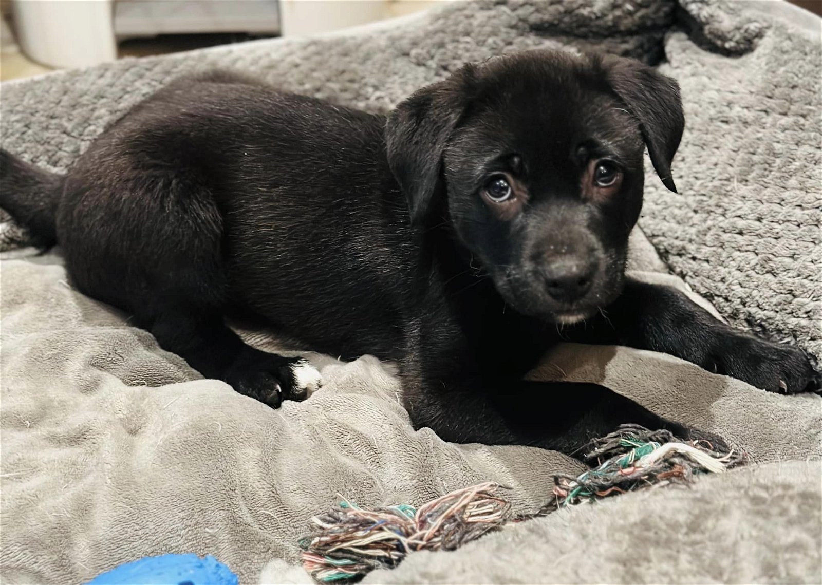 Dog for Adoption - Nala, a Black Labrador Retriever in Anne Arundel ...