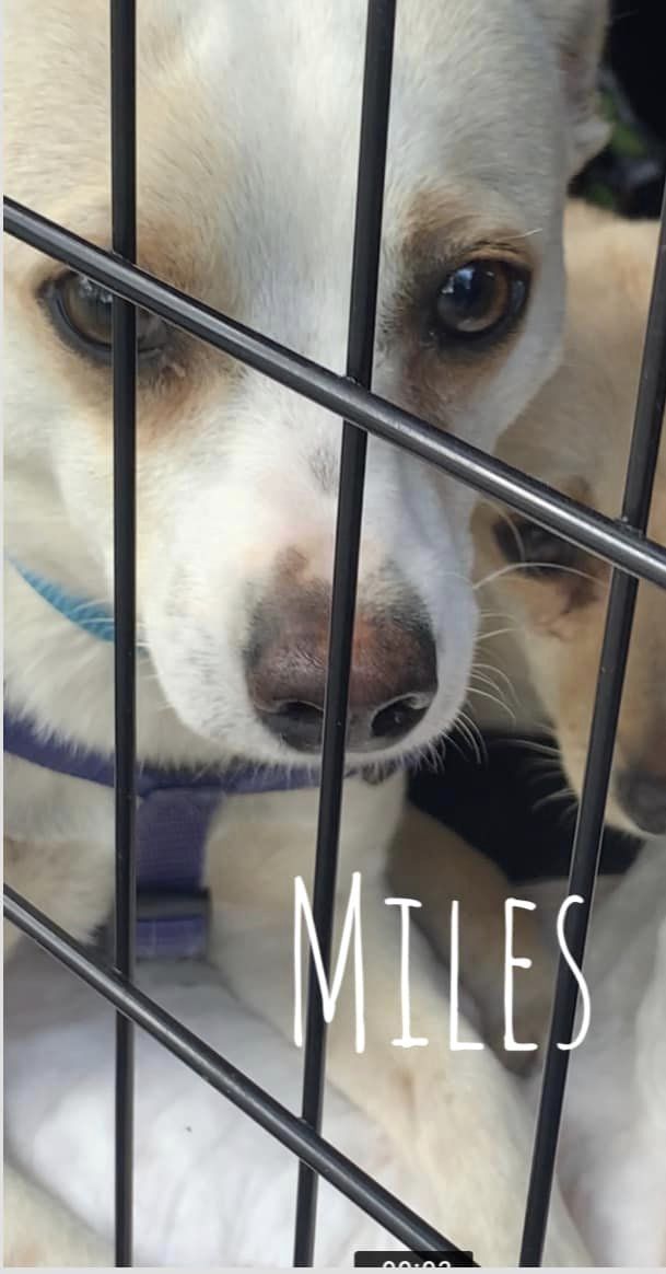 Dog for Adoption Miles, a Beagle in Travilah, MD Alpha Paw