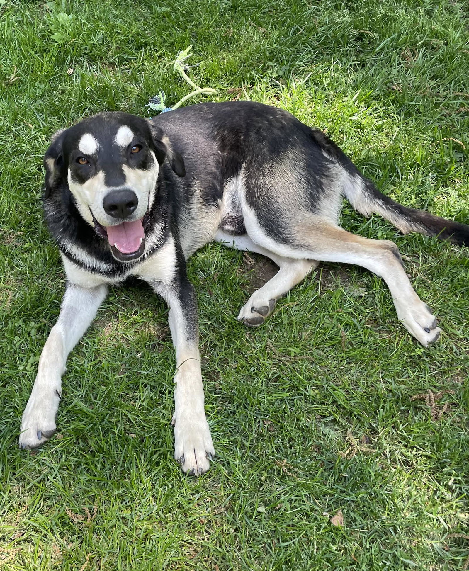 Dog For Adoption Goofy A Shepherd In Saint Charles MD Alpha Paw dog-for-adoption-goofy-a-shepherd-in-saint-charles-md-alpha-paw