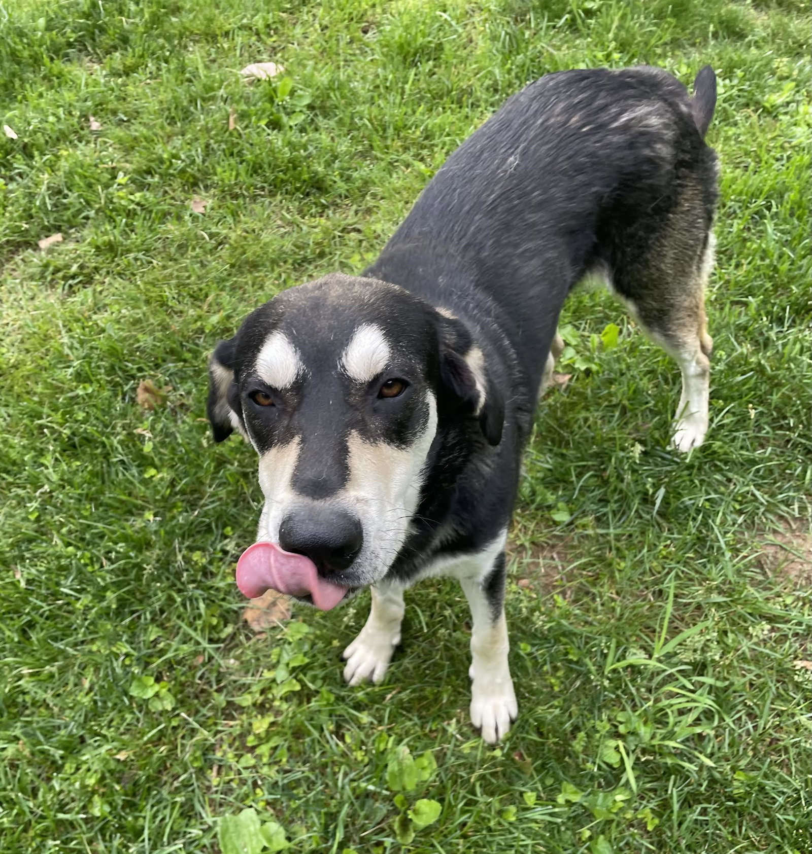Dog For Adoption Goofy A Shepherd In Saint Charles MD Alpha Paw dog-for-adoption-goofy-a-shepherd-in-saint-charles-md-alpha-paw