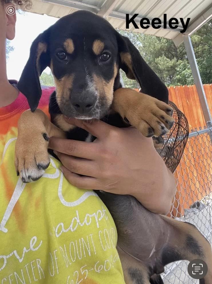 Dog for Adoption Keeley, a Basset Hound in Rose Hill, VA Alpha Paw