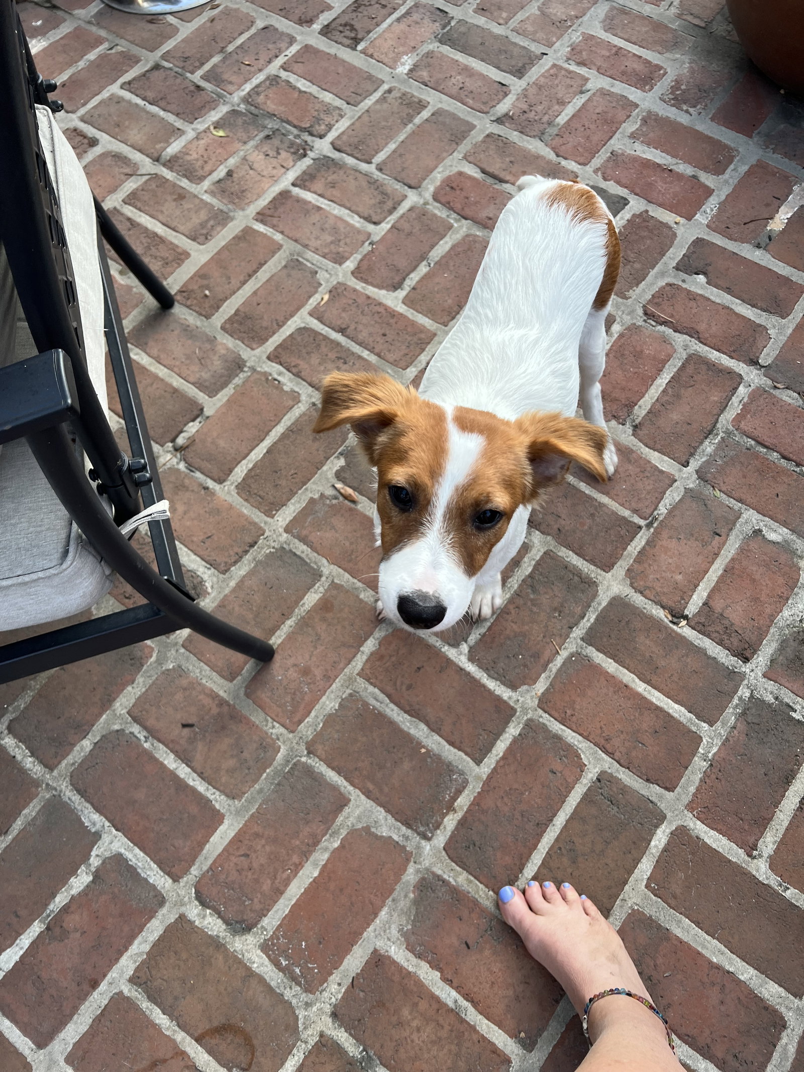 Dog for Adoption Pickles, a Brittany in Marshall, VA Alpha Paw