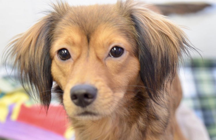 Golden and deals dachshund mix