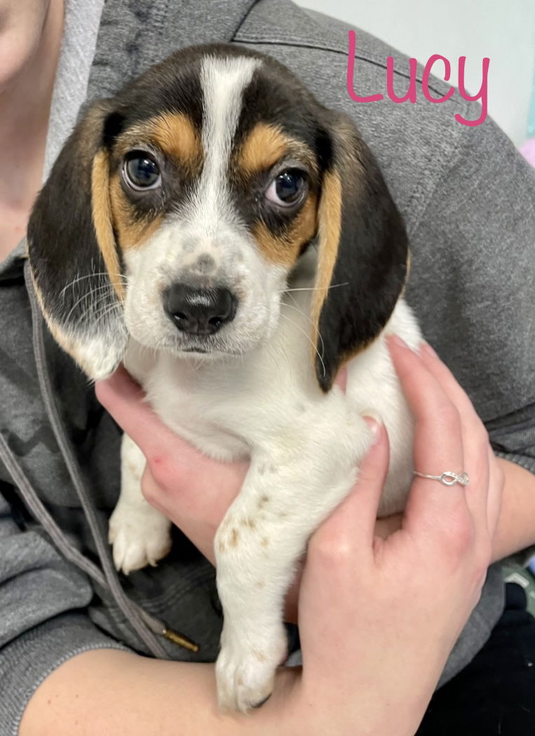 Dog for Adoption - Lucy, a Beagle in Somerset, NJ | Alpha Paw