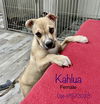 Kahlua