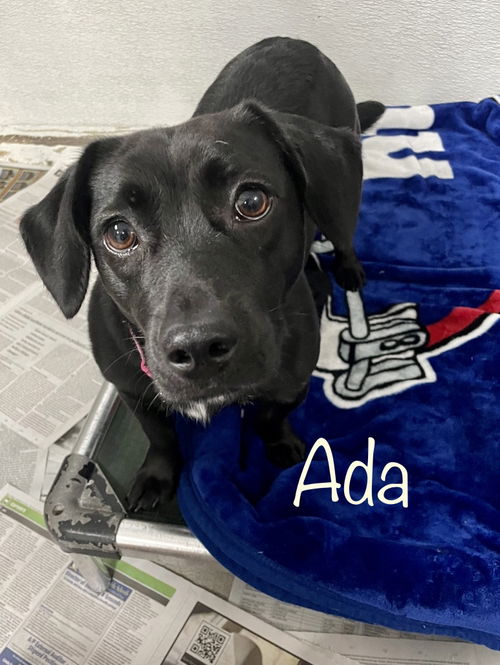 Ada