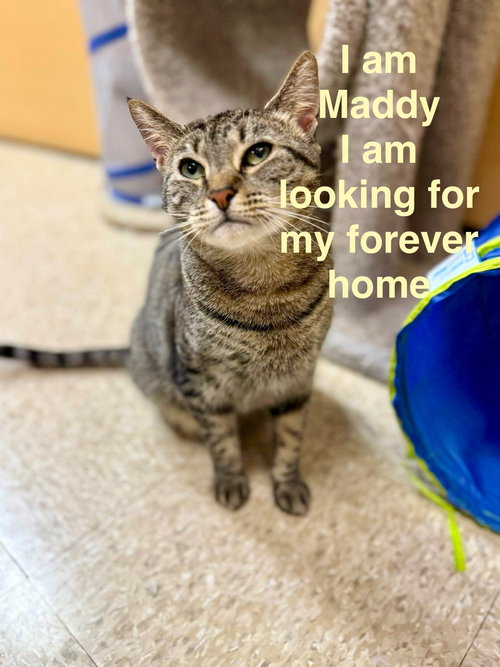 picture of the cat needing adoption