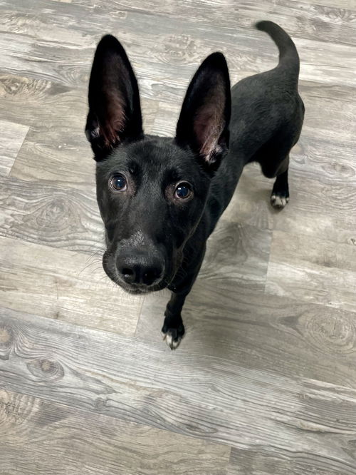 picture of the dog needing adoption