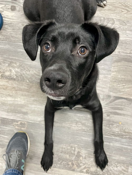 picture of the dog needing adoption