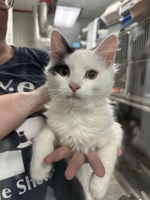 picture of the cat needing adoption