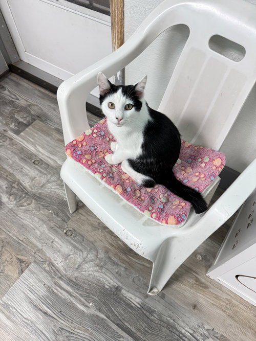 picture of the cat needing adoption