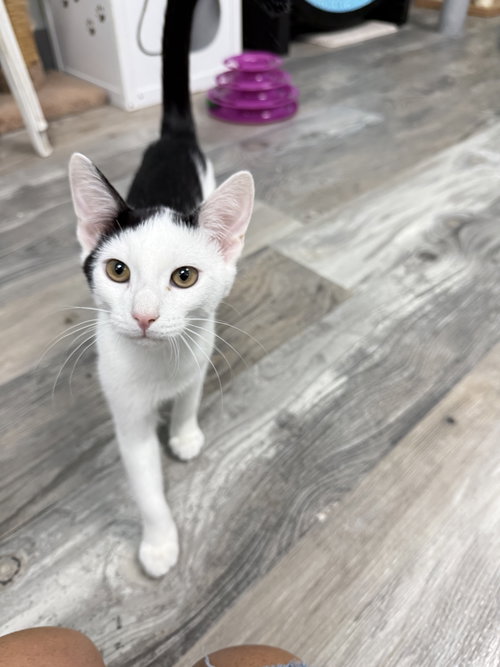 picture of the cat needing adoption