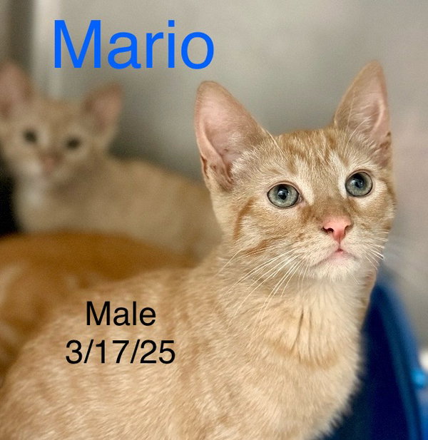 Mario
