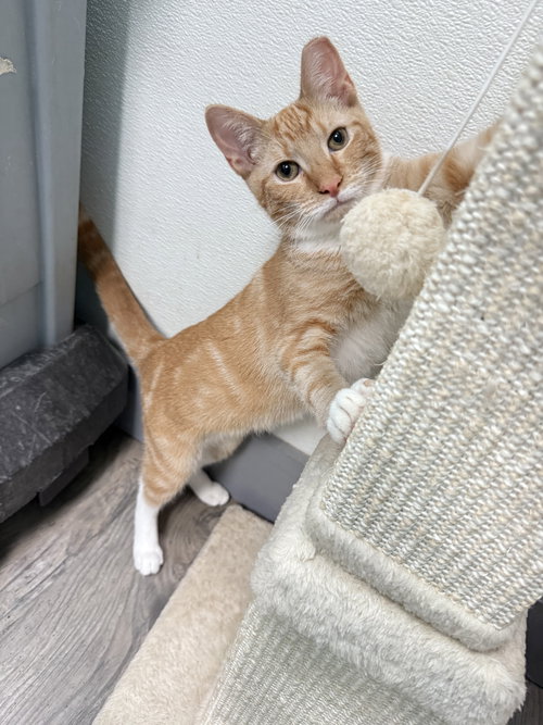 picture of the cat needing adoption