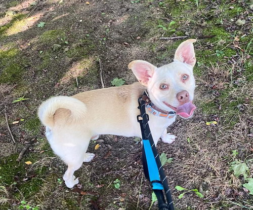 picture of the dog needing adoption
