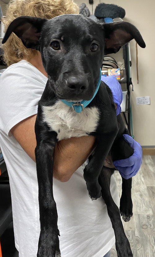 picture of the dog needing adoption