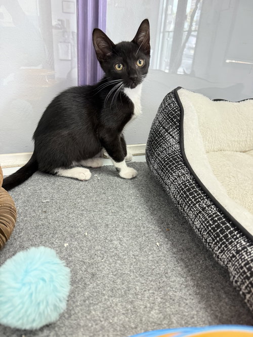 picture of the cat needing adoption