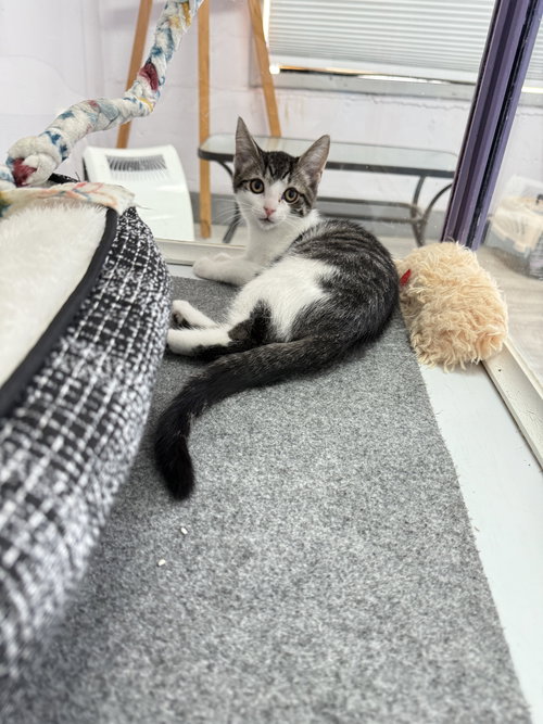 picture of the cat needing adoption