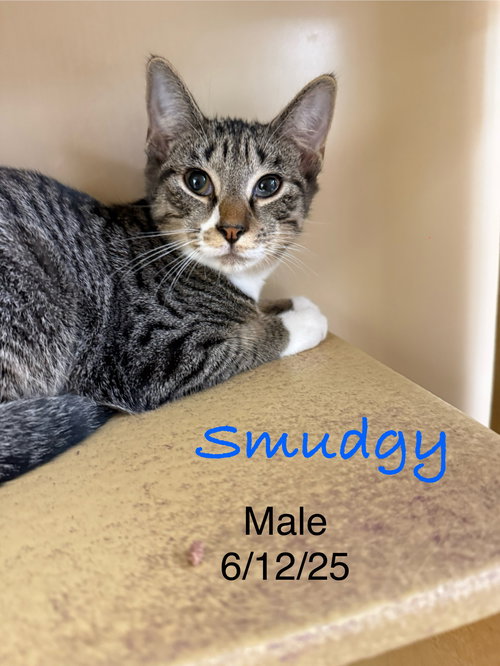 picture of the cat needing adoption