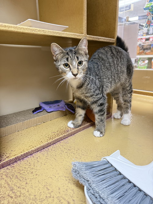 picture of the cat needing adoption