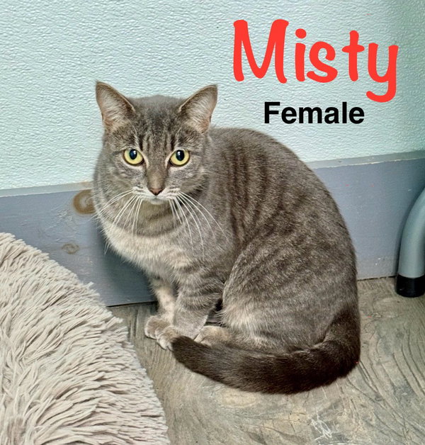 Misty