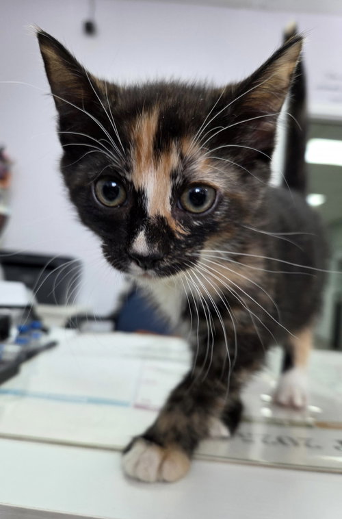 picture of the cat needing adoption