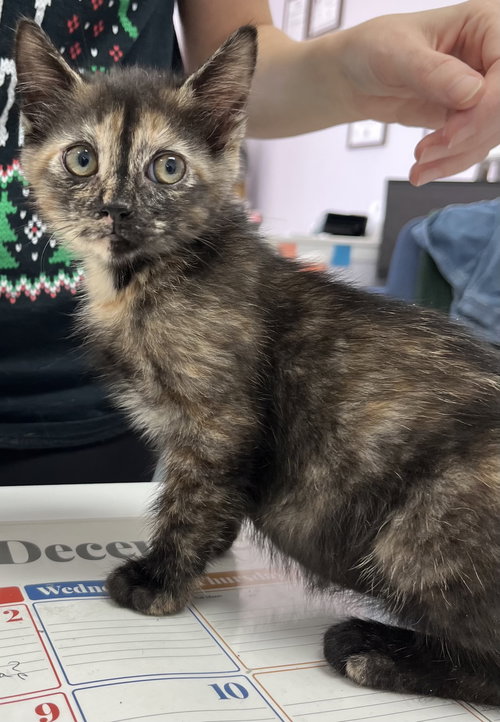 picture of the cat needing adoption