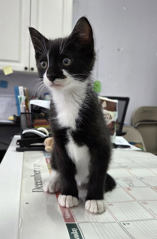 picture of the cat needing adoption