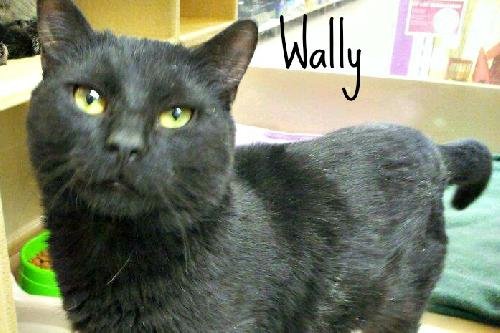 Wally (2)