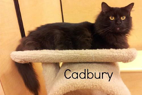 Cadbury