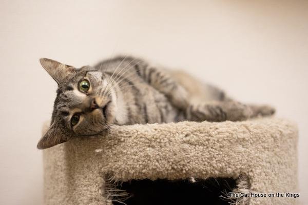 adoptable Cat in Parlier, CA named Candi