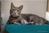 adoptable Cat in parlier, CA named Betty Lou