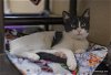 adoptable Cat in parlier, CA named Petunia
