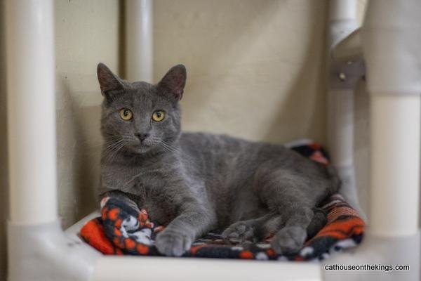 adoptable Cat in Parlier, CA named Jasper