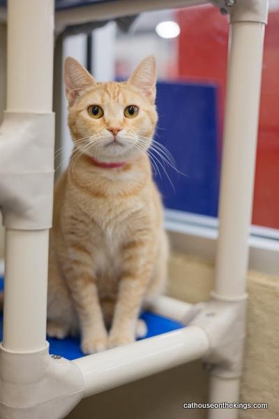 adoptable Cat in Parlier, CA named Carley