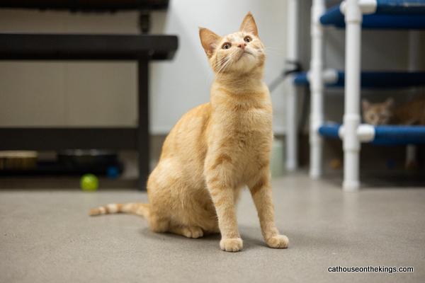 adoptable Cat in Parlier, CA named Charlie