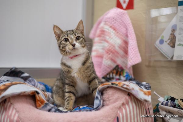 adoptable Cat in Parlier, CA named Mariah