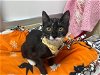 adoptable Cat in parlier, CA named Prince