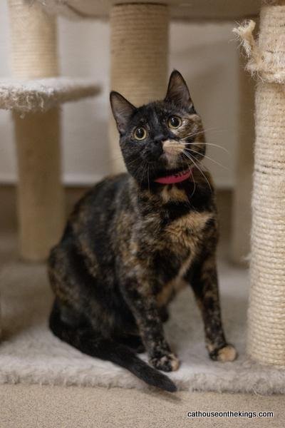 adoptable Cat in Parlier, CA named Cyprus
