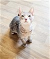 adoptable Cat in parlier, CA named Cat 24932 (Coal)*