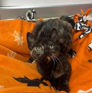 adoptable Cat in Parlier, CA named Annabeth Chase