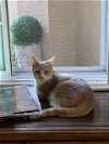 adoptable Cat in parlier, CA named Brody
