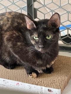 adoptable Cat in Parlier, CA named Sally Jackson